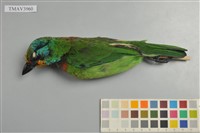 藏品(五色鳥)的圖片